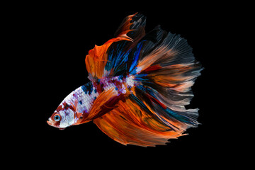 Dual betta fish isolated on black background. ( Mascot double tail ) Ballerina betta fish