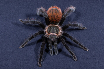 Portrait of a jumping spider on a leaf, Thailand