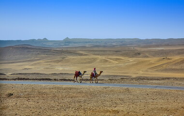 Camel in the dry desert