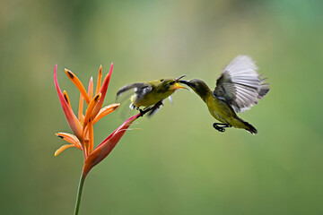 hummingbird on flower