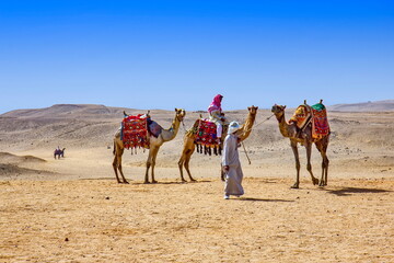 Camel in the dry desert
