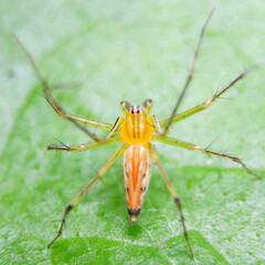 macro shot of the top view of an orange, striped lynx spider standing on a green leaf during bright daylight