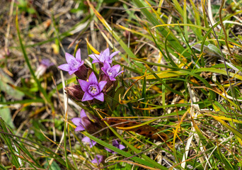 Flora in den Südtiroler Dolomiten / Latemar: Lila gefranster Enzian