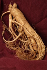 fresh ginseng on red background.