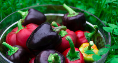 Many of different color sweet bell pepper in a glass basket on green grass. Washing vegetables for a summer salad, fresh harvest from a vegetable garden.