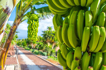 Banane - Musa paradisiaca - Bananenstaude - Dessertbanane - Kanaren - Kanarische Bananen - obrazy, fototapety, plakaty