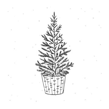 recommend clip art: Christmas tree hand drawn illustration. Christmas tree in basket sketch clipart