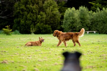 Beautiful dogs playing on a farming Australia