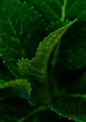 Close up of green hydrangea plant