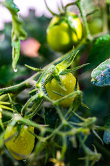 Gardening concept with growing tomato