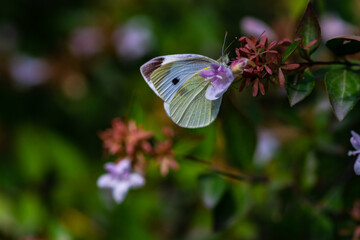 Beautiful butterfly on the flower in a garden