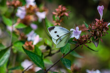 Beautiful butterfly on the flower in a garden