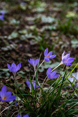 Autumn flowers - Colchicum autumnale