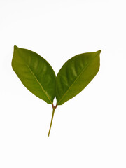 Obraz premium leaf isolated on white