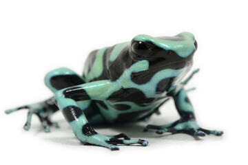 Green-and-black poison dart frog (Dendrobates auratus) on a white background