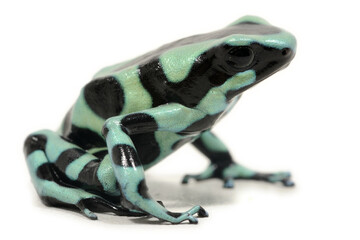 Green-and-black poison dart frog (Dendrobates auratus) on a white background