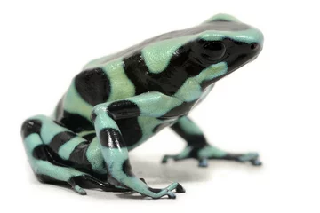 Zelfklevend Fotobehang Green-and-black poison dart frog (Dendrobates auratus) on a white background © Florian