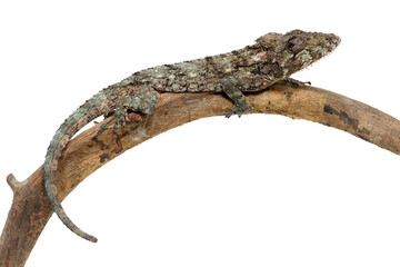 Western bearded anole (Anolis barbatus) on a white background