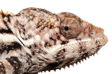Panther chameleon (Furcifer pardalis) on a white background