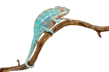 Panther chameleon (Furcifer pardalis) on a white background © Florian