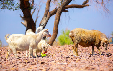 Fototapeta premium Goats in search of food roam the desert hot pasture. Moroccan goats climb trees to eat leaves. Sheep eat the remains of a watermelon.