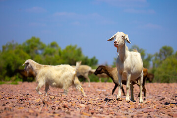 Goats in search of food roam the desert hot pasture. Moroccan goats climb trees to eat leaves. Sheep eat the remains of a watermelon.