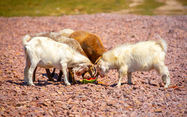 Goats in search of food roam the desert hot pasture. Moroccan goats climb trees to eat leaves. Sheep eat the remains of a watermelon.