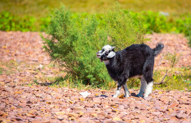 Goats in search of food roam the desert hot pasture. Moroccan goats climb trees to eat leaves. Sheep eat the remains of a watermelon.