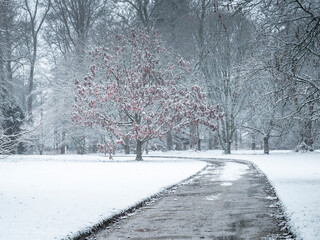 Paysage d'hiver