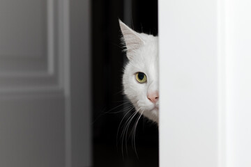 A white domestic cat quietly sneaks out of the room.