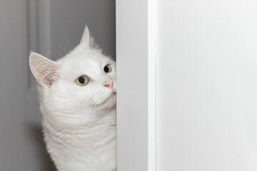 A big white cat peeks out the door.