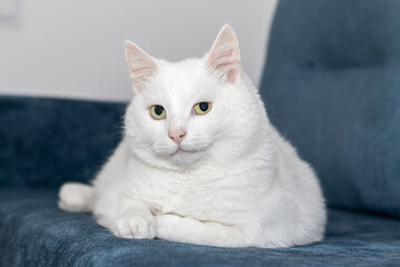 A big white cat is lying on the couch. A skeptical look. Overweight cat.