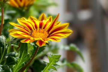 View of Gazania rigens flower with green foliage closeup on blurred background