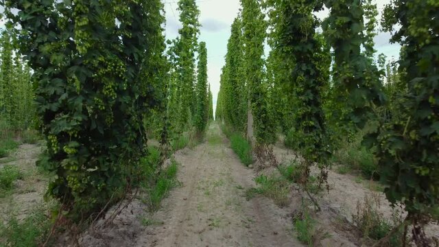 Rows of the ripening hops on field when moving backwards