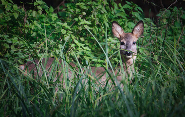 Nahaufnahme eines im hohen Gras stehenden Reh mit Blickrichtung Kamera