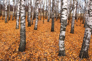 grove,birch,autumn