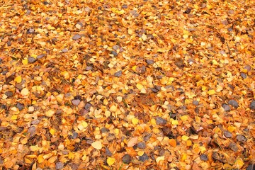 golden carpet of leaves
