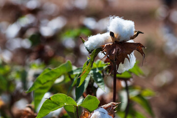 View of an agricultural cotton field. Open boxes of cotton with seeds wrapped in white fluffy cotton wool.