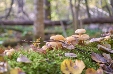 Mushrooms in the autumn forest