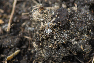 Common cross spider (Araneus diadematus) on the ground. Wild arthropods