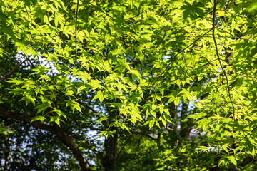 京都大原の蒼紅葉
