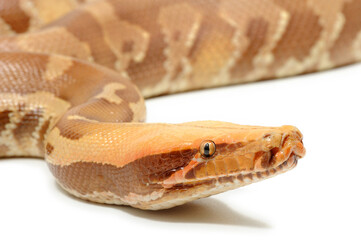 Fototapeta premium Sumatran short-tailed python (Python curtus) on a white background