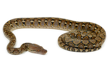 Reticulated python (Malayopython reticulatus) on a white background