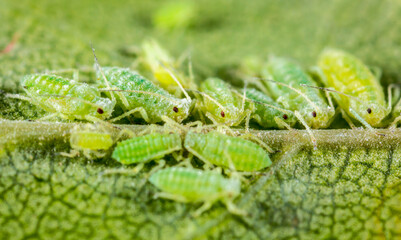 Aphid close up on a green leaf. Crop harvests, insecticidal treatment. Damaged plant leaves,...