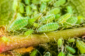 Aphid close up on a green leaf. Crop harvests, insecticidal treatment. Damaged plant leaves,...