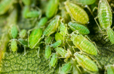 Aphid close up on a green leaf. Crop harvests, insecticidal treatment. Damaged plant leaves, devouring. Copy space