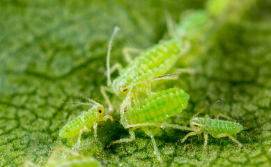 Aphid close up on a green leaf. Crop harvests, insecticidal treatment. Damaged plant leaves, devouring. Copy space