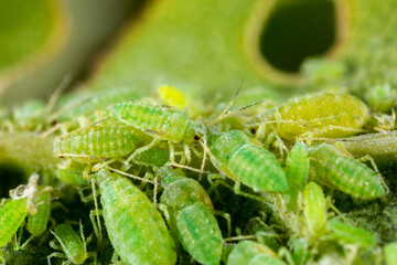 Aphid close up on a green leaf. Crop harvests, insecticidal treatment. Damaged plant leaves,...