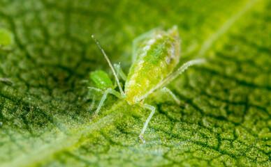 Aphid close up on a green leaf. Crop harvests, insecticidal treatment. Damaged plant leaves,...