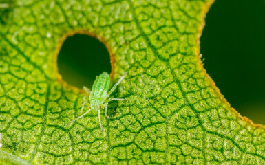 Aphid close up on a green leaf. Crop harvests, insecticidal treatment. Damaged plant leaves,...